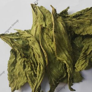 ملوخية أوراق